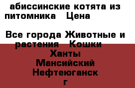 абиссинские котята из питомника › Цена ­ 15 000 - Все города Животные и растения » Кошки   . Ханты-Мансийский,Нефтеюганск г.